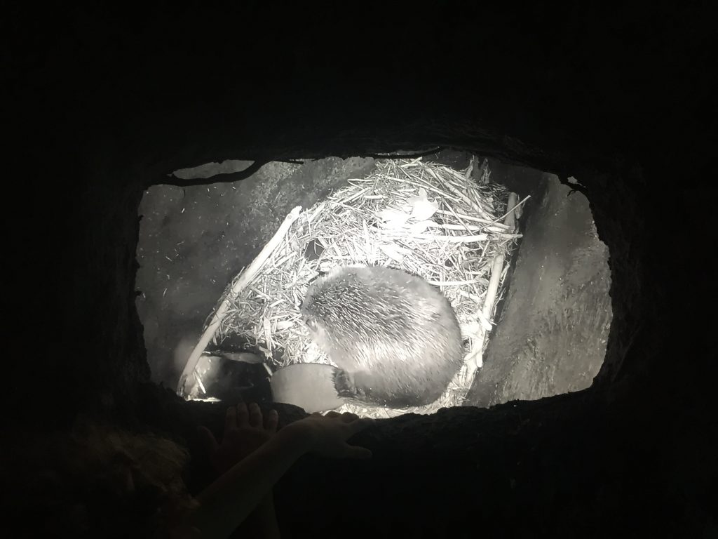 #beavercam [do not click that]