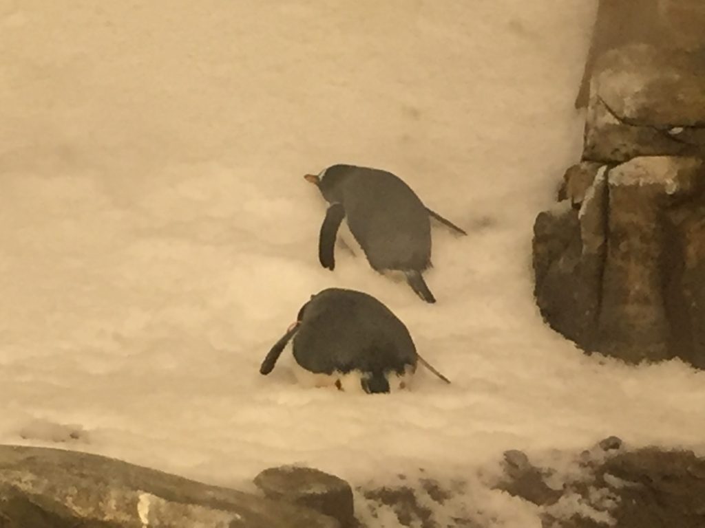 These penguins literally can not even